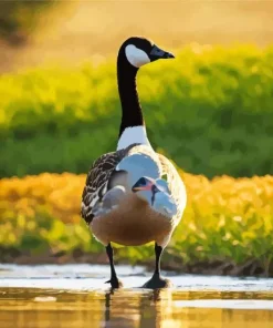 Wood Duck By Lake Diamond Painting