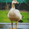 Wood Duck In Rain Diamond Painting