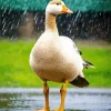 Wood Duck In Rain Diamond Painting