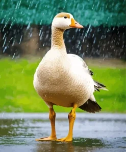 Wood Duck In Rain Diamond Painting