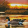 Wood Duck In Sunset Diamond Painting