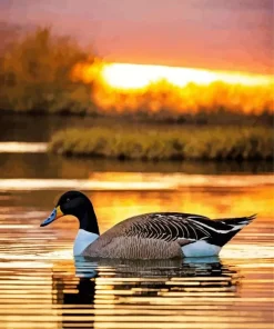 Wood Duck In Sunset Diamond Painting