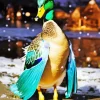 Wood Duck With Snow Falling Diamond Painting