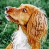 Adorable English Cocker Spaniel Diamond Painting