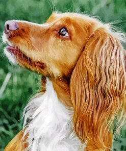 Adorable English Cocker Spaniel Diamond Painting