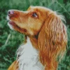 Adorable English Cocker Spaniel Diamond Painting