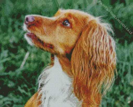 Adorable English Cocker Spaniel Diamond Painting