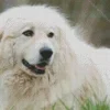 Adorable Great Pyrenees Diamond Painting