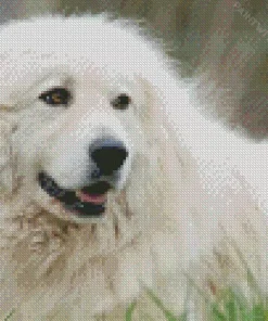 Adorable Great Pyrenees Diamond Painting