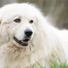 Adorable Great Pyrenees Diamond Painting