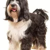 Adorable Tibetan Terrier Diamond Painting