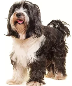 Adorable Tibetan Terrier Diamond Painting