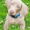 Adorable Weimaraner Puppy Diamond Painting