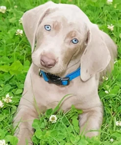 Adorable Weimaraner Puppy Diamond Painting