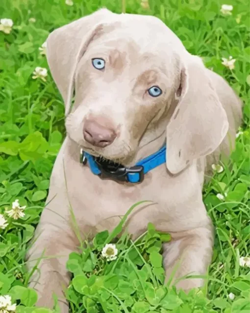 Adorable Weimaraner Puppy Diamond Painting