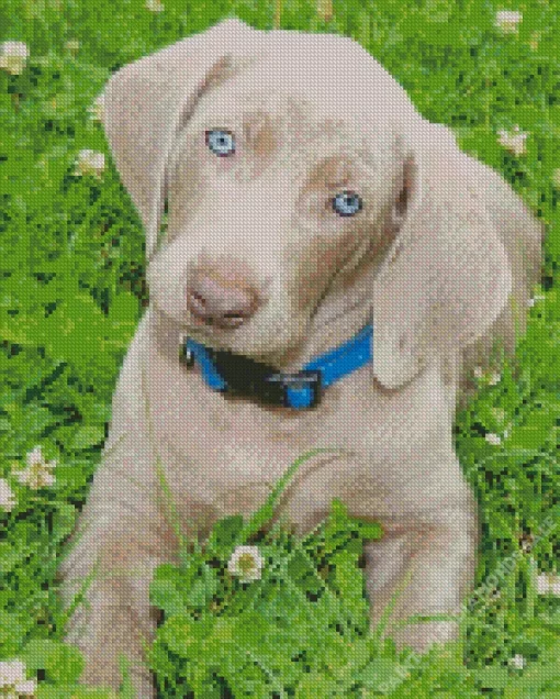 Adorable Weimaraner Puppy Diamond Painting