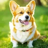 Adorable Welsh Corgi Diamond Painting