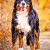 Autumn Bernese Mountain Dog Diamond Painting