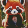 Baby Red Panda Diamond Painting