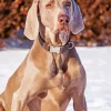 Big Weimaraner Diamond Painting