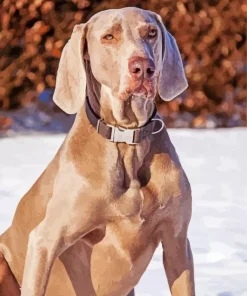 Big Weimaraner Diamond Painting