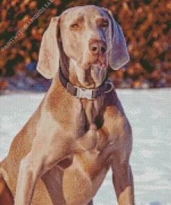 Big Weimaraner Diamond Painting