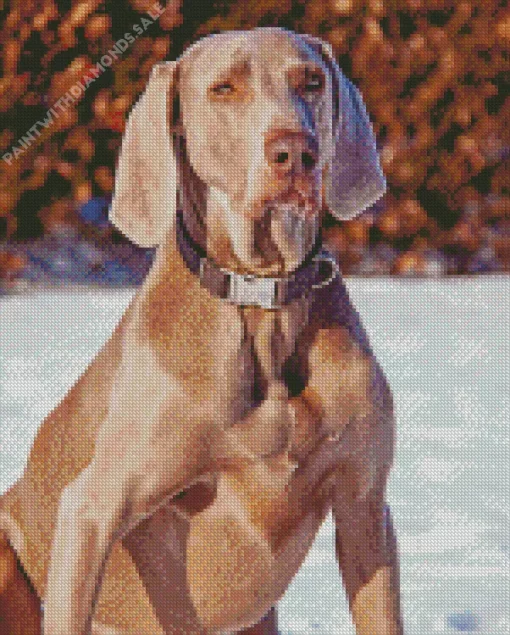 Big Weimaraner Diamond Painting