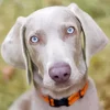 Big Eyes Weimaraner Diamond Painting