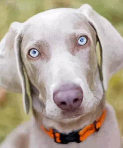 Big Eyes Weimaraner Diamond Painting