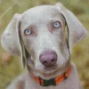 Big Eyes Weimaraner Diamond Painting