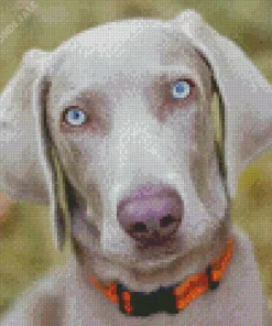 Big Eyes Weimaraner Diamond Painting