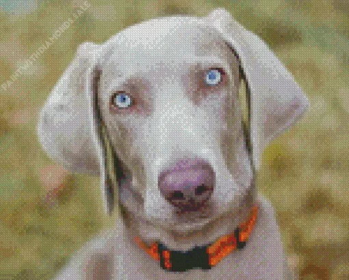 Big Eyes Weimaraner Diamond Painting