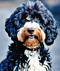 Black Labradoodle Diamond Painting