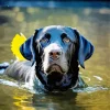 Black Labrador Swimming Diamond Painting