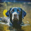 Black Labrador Swimming Diamond Painting