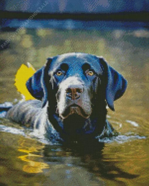 Black Labrador Swimming Diamond Painting