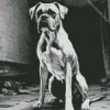 Black And White Boxer Dog Diamond Painting