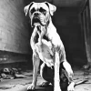 Black And White Boxer Dog Diamond Painting