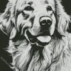 Black And White Golden Retriever Diamond Painting