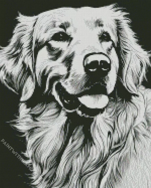 Black And White Golden Retriever Diamond Painting