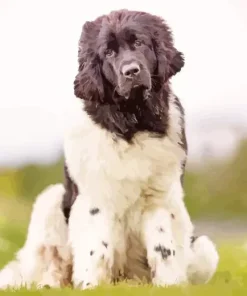 Black And White Newfoundland Diamond Painting