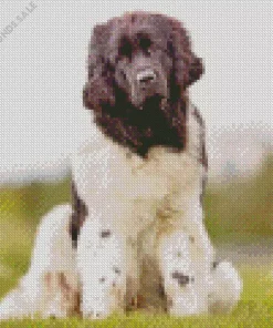 Black And White Newfoundland Diamond Painting