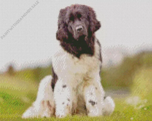 Black And White Newfoundland Diamond Painting