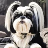 Black And White Tibetan Terrier Diamond Painting