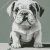 Black And White Bulldog Diamond Painting