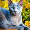 Blue Eyed Russian Blue Diamond Painting