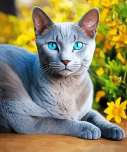 Blue Eyed Russian Blue Diamond Painting