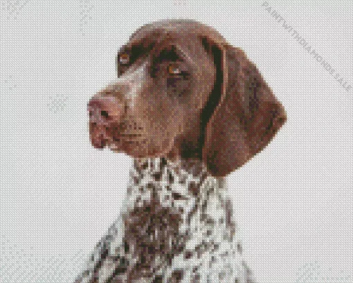 Close Up German Shorthaired Diamond Painting