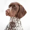 Close Up German Shorthaired Diamond Painting