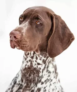 Close Up German Shorthaired Diamond Painting